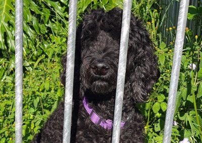 Dog behind fence close